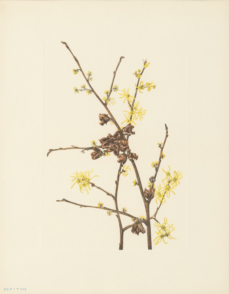 Witch-hazel (Hamamelis virginiana) by Мэри Вокс Уолкотт, 1925 — digital art print download