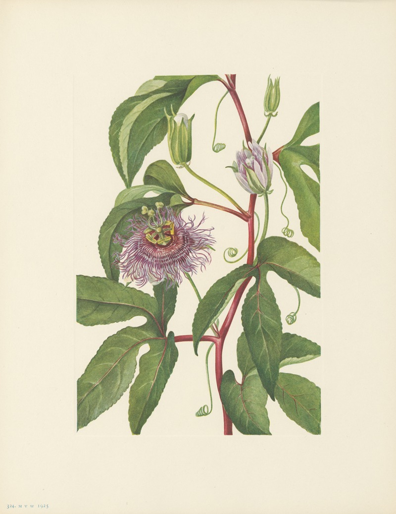 Maypop (Passiflora incarnata) by Мэри Вокс Уолкотт, 1925 — digital art print download