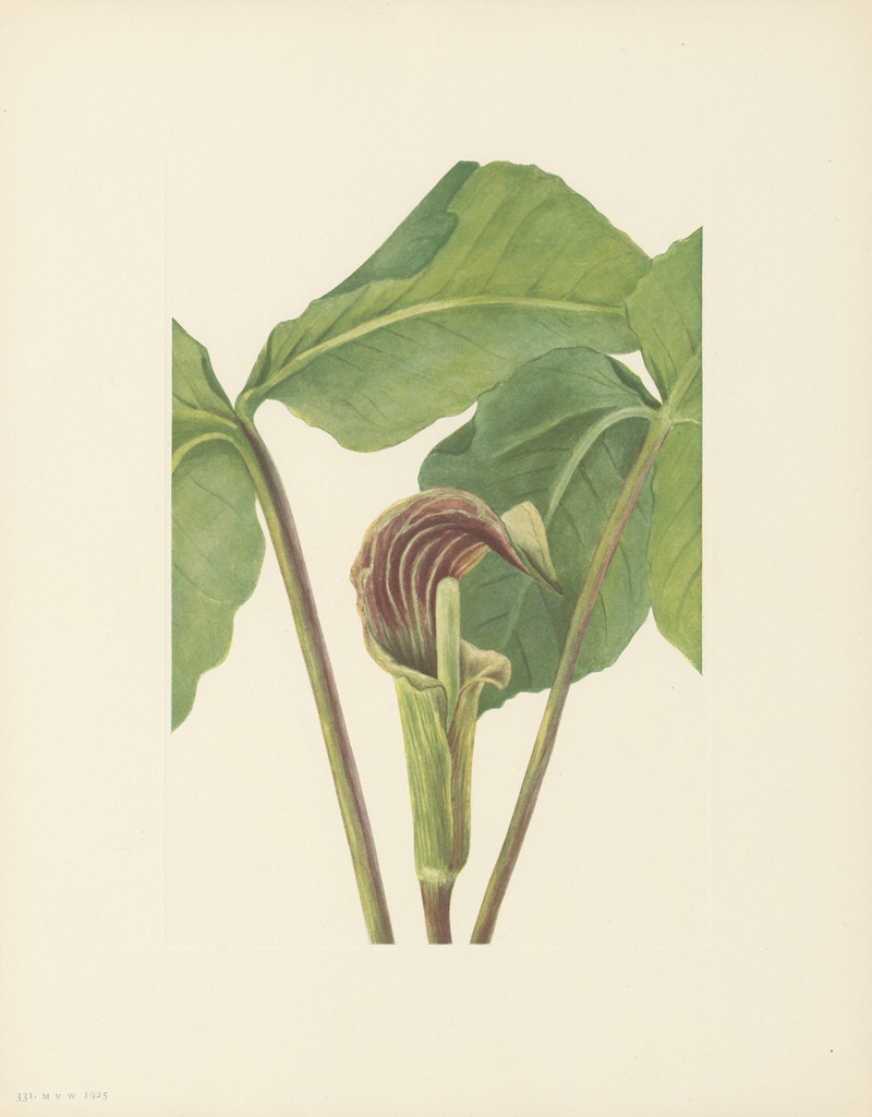 Jack-in-the-pulpit (Arisaema triphyllum) — Мэри Вокс Уолкотт