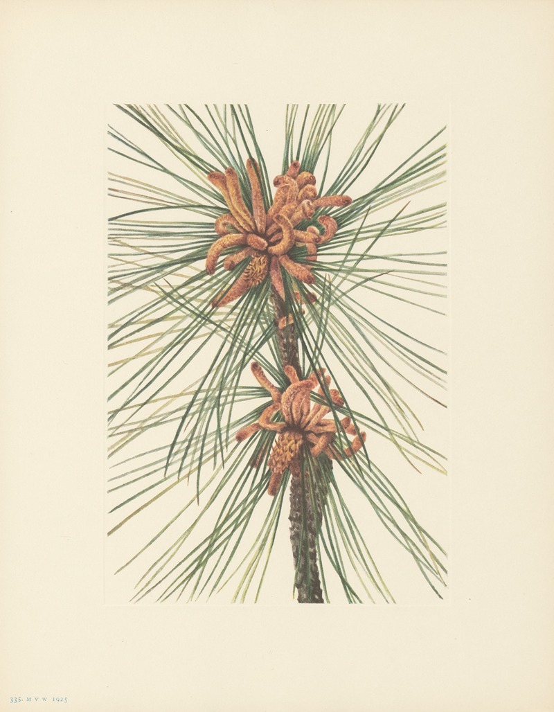 Loblolly Pine (Pinus taeda) by Мэри Вокс Уолкотт, 1925 — digital art print download