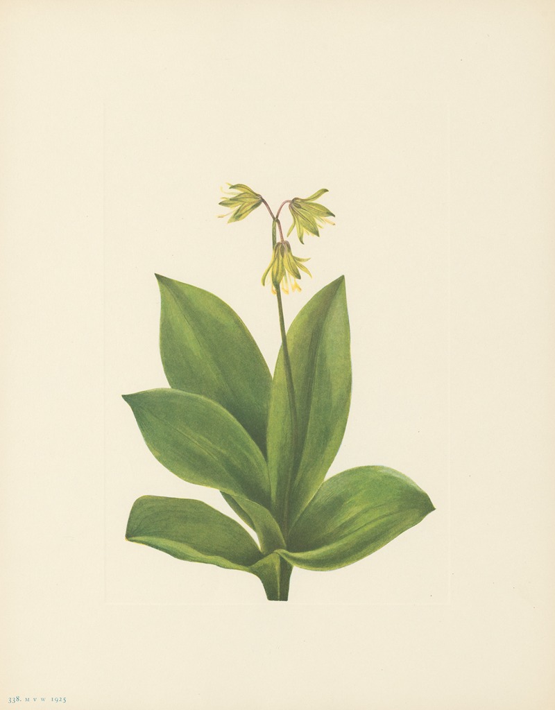 Bluebead (Clintonia borealis) by Мэри Вокс Уолкотт, 1925 — digital art print download