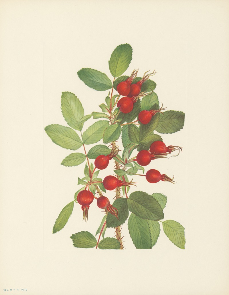Bourgeau Rose (fruit) (Rosa bourgeauiana) — Mary Vaux Walcott