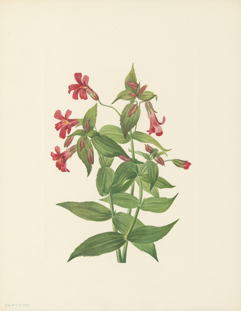 Lewis Monkeyflower (Mimulus lewisii) by Мэри Вокс Уолкотт, 1925 — digital art print download