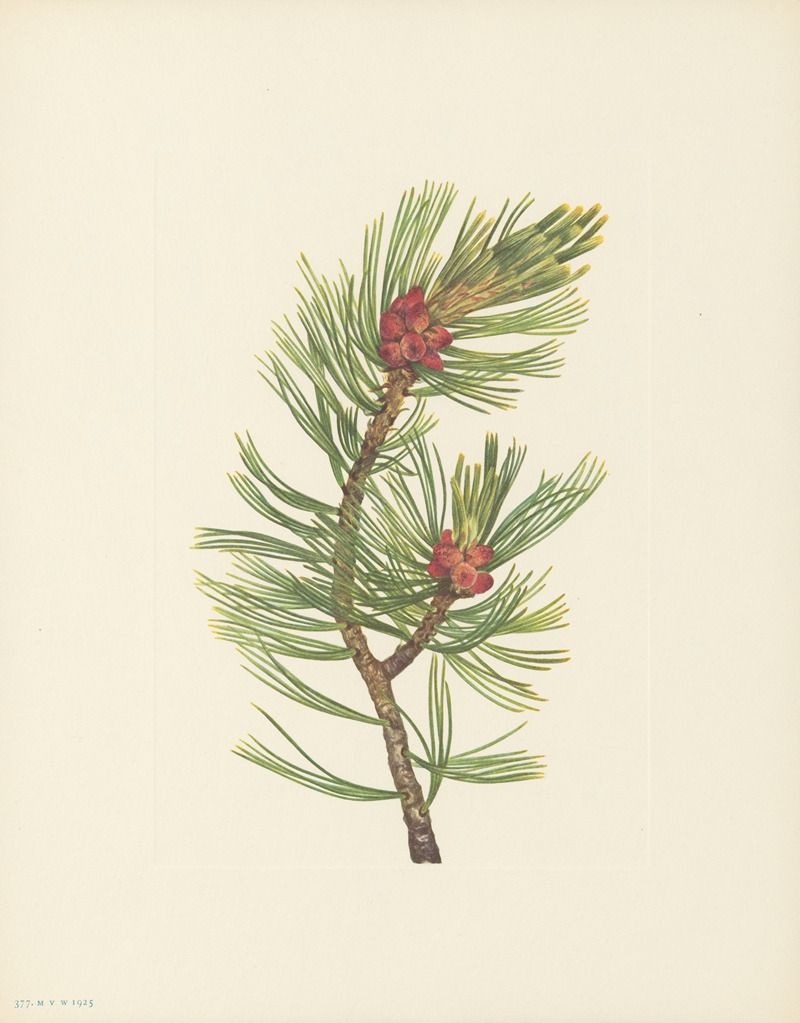 Whitebark Pine (Pinus albicaulis) by Мэри Вокс Уолкотт, 1925 — digital art print download