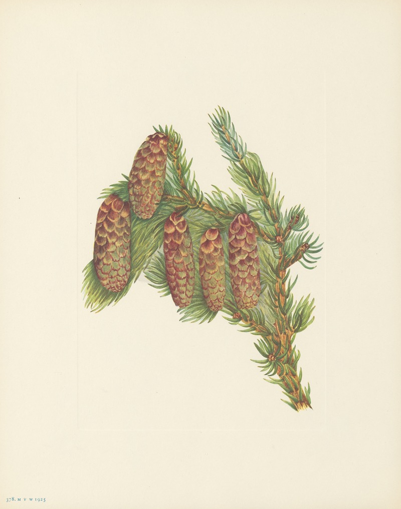 Engelmann Spruce (Picea engelmanni) by Мэри Вокс Уолкотт, 1925 — digital art print download