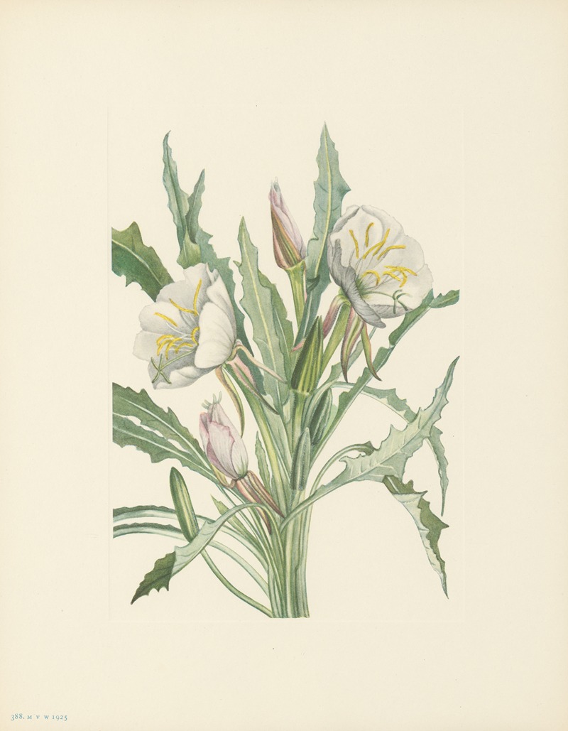 Evening-primrose (Pachyloplus hirsutus) by Мэри Вокс Уолкотт, 1925 — digital art print download