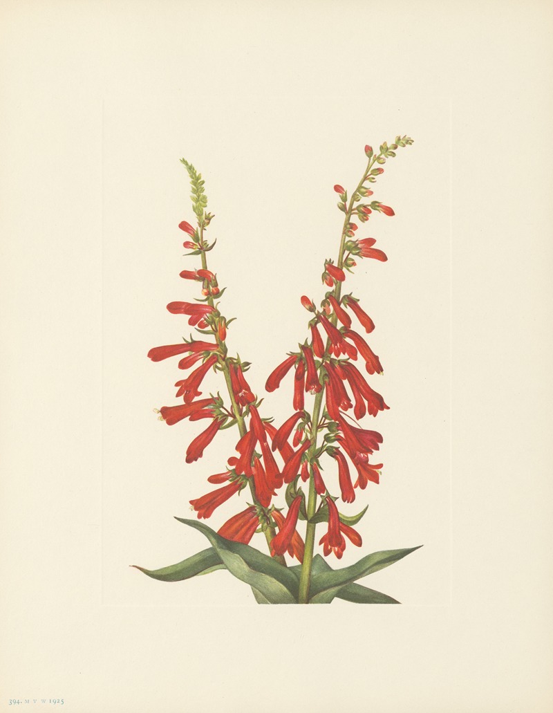 Fire Pentstemon (Pentstemon eatonii) by Мэри Вокс Уолкотт, 1925 — digital art print download