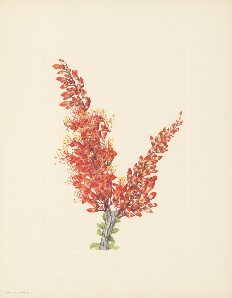 Ocotillo (Fouquieria splendens) — Mary Vaux Walcott