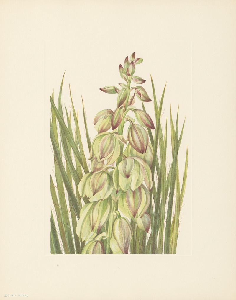 Yucca (Yucca baileyi) by Мэри Вокс Уолкотт, 1925 — digital art print download