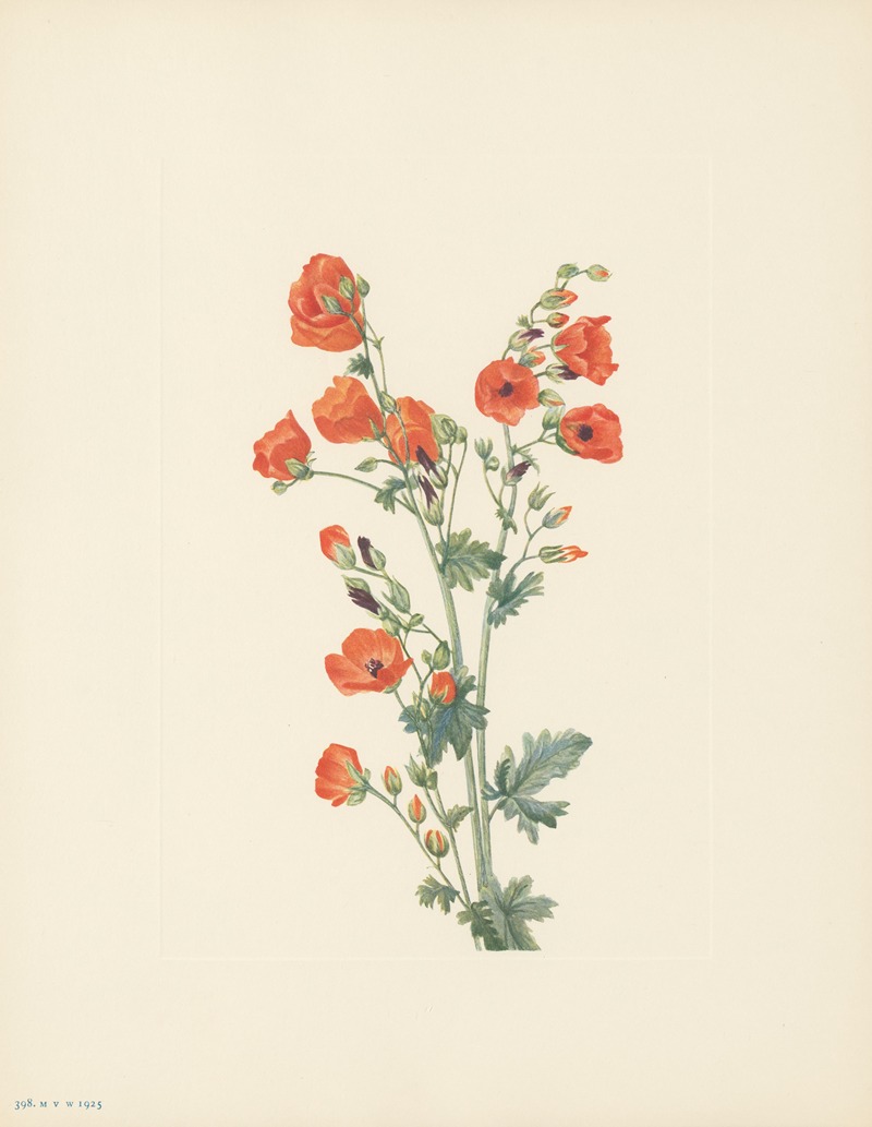 Scarlet Globe-mallow (Sphaeralcea grossulariaefolia) — Mary Vaux Walcott