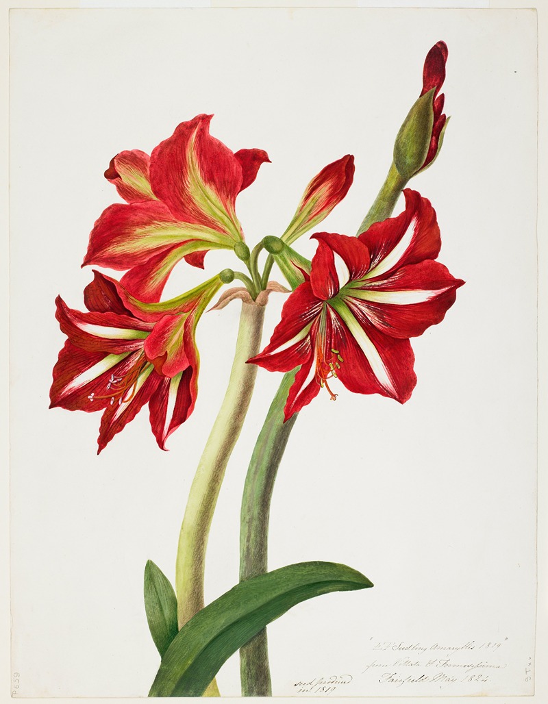E.F. Seedling Amaryllis 1819 by Priscilla Susan Bury, 1824 — digital art print download