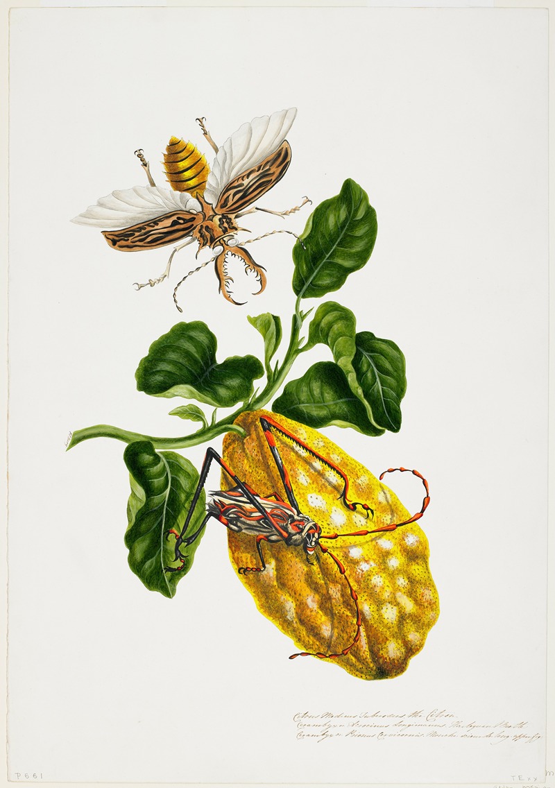 The Citron and Insects by Priscilla Susan Bury — digital art print download