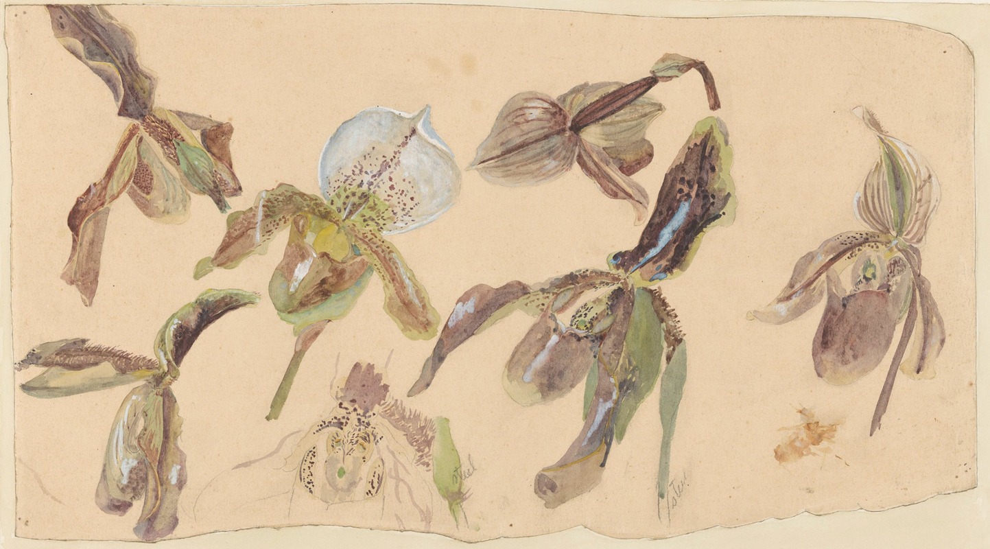 Zeven studies van orchideeën by Виллем ван Конингенбург — digital art print download