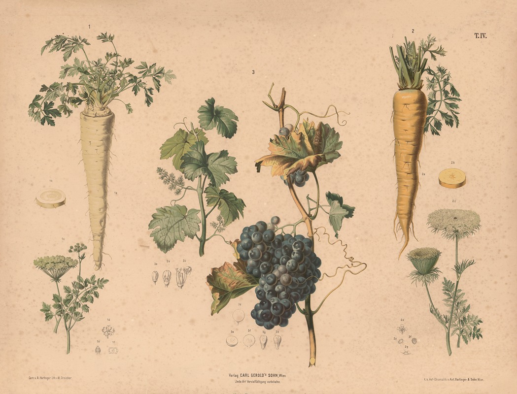 Persille, gulerod og vinstok. by Anton Hartinger, 1889 — digital art print download