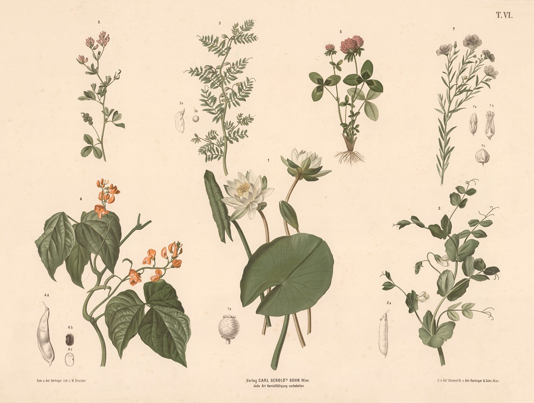 Åkande, ært, linse, bønne, kløver m.fl. — Anton Hartinger