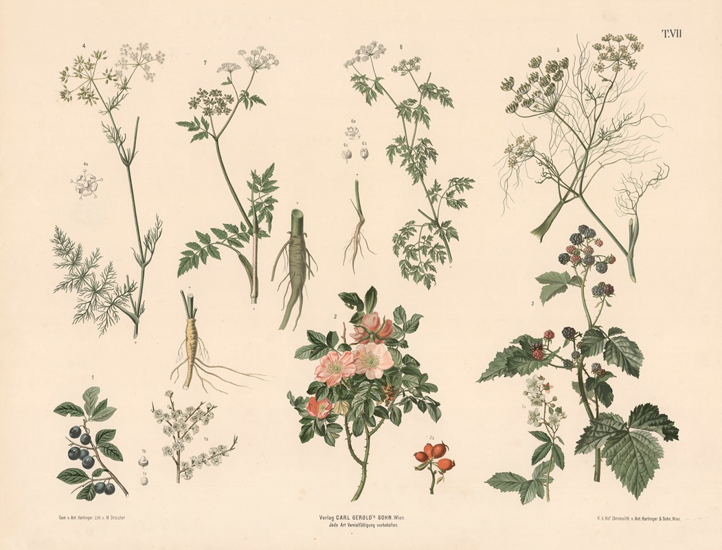 Slåen, vild rose, brombær, kommen m.fl. — Anton Hartinger