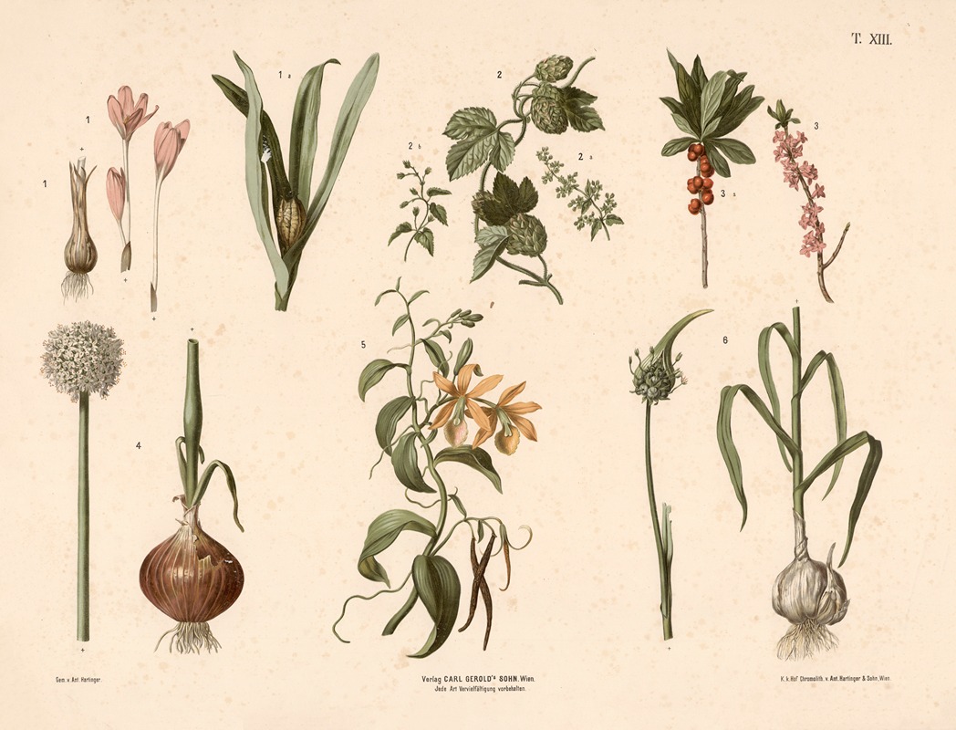 Høst Tidløs, humle, vanille m.fl. by Anton Hartinger, 1889 — digital art print download