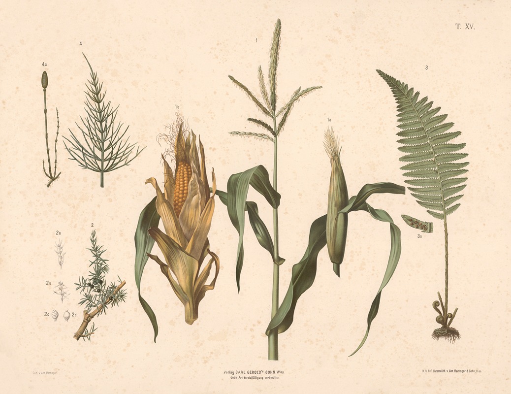 Majs, enebær, padderokke m.fl. by Anton Hartinger, 1889 — digital art print download