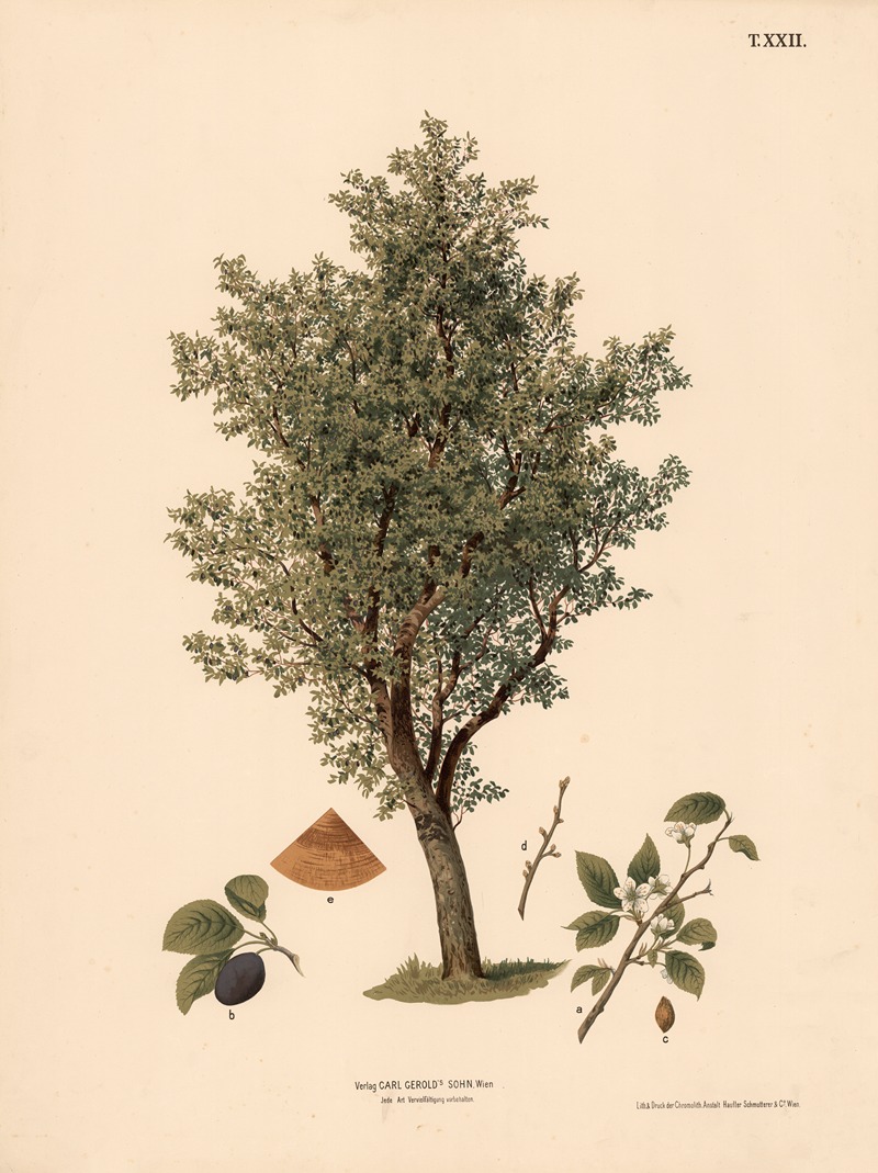 Svedskeblommetræ by Anton Hartinger, 1889 — digital art print download