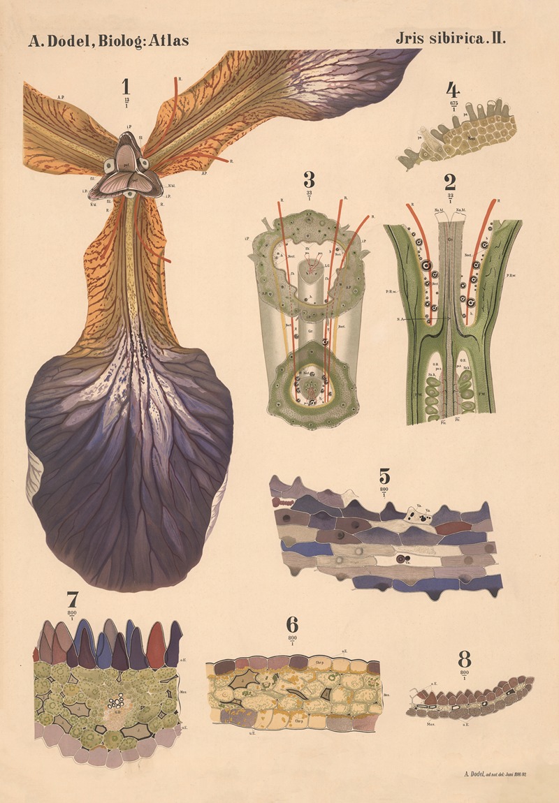 Iris sibirica Pl.2 by Arnold Dodel-Port, 1892 — digital art print download