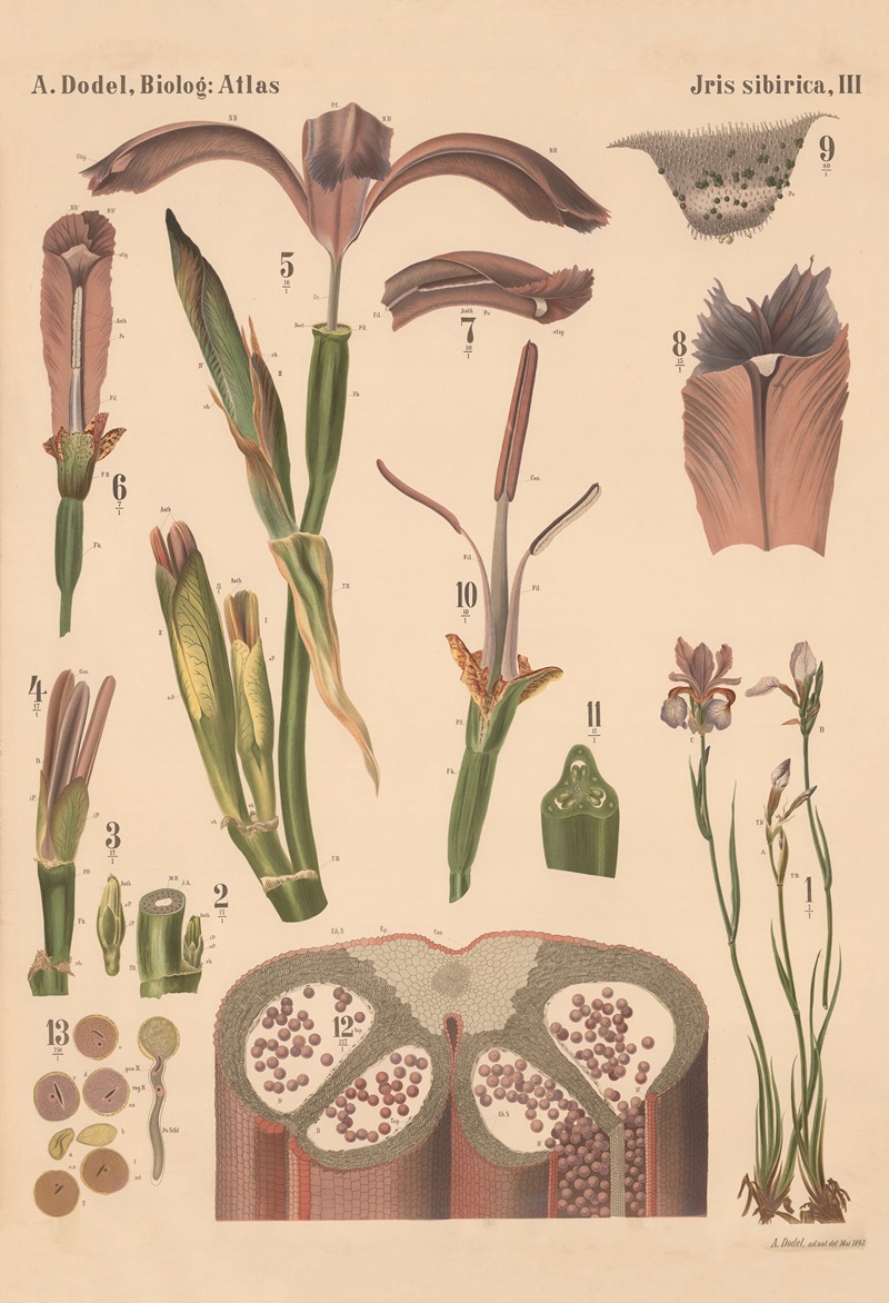 Iris sibirica Pl.3 by Arnold Dodel-Port, 1893 — digital art print download
