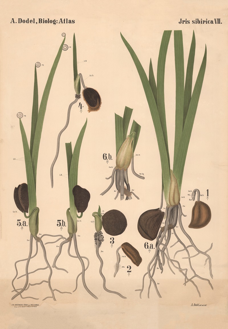 Iris sibirica Pl.7 by Arnold Dodel-Port, 1892 — digital art print download