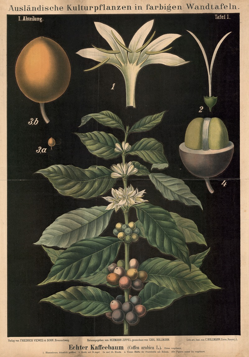 Echter Kaffeebaum (Coffea arabica L.) by Carl Bollmann, 1880 — digital art print download