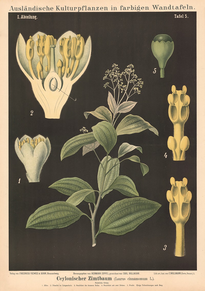 Ceylonischer Zimtbaum (Laurus cinnamomum L.) by Carl Bollmann, 1880 — digital art print download