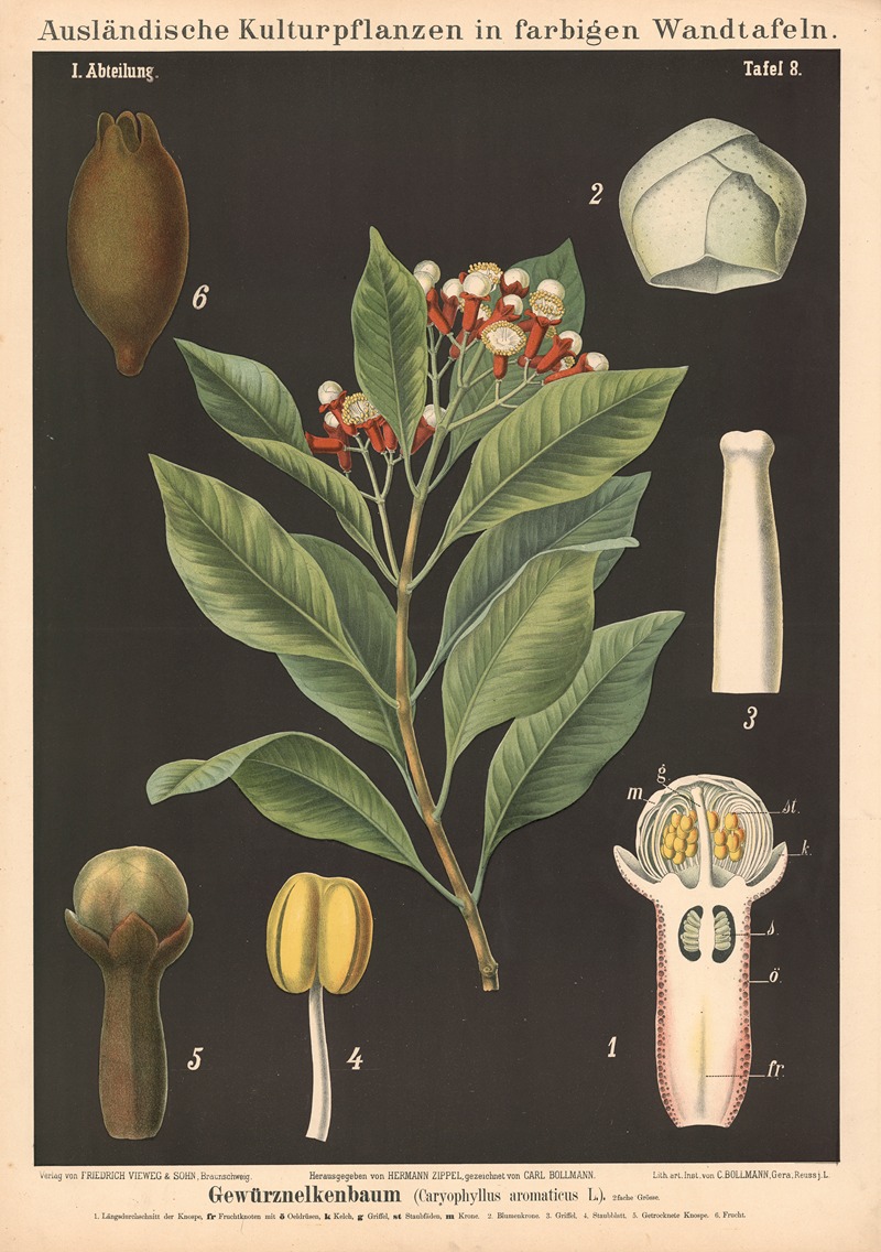 Gewürznelkenbaum (Caryophyllus aromaticus L.) by Carl Bollmann, 1880 — digital art print download