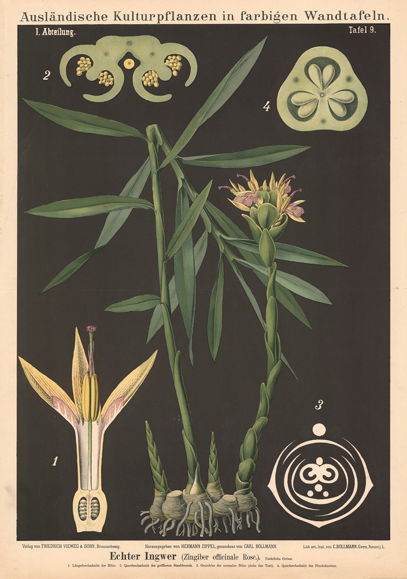 Echter Ingwer (Zingiber officinale Rose.) by Carl Bollmann, 1880 — digital art print download
