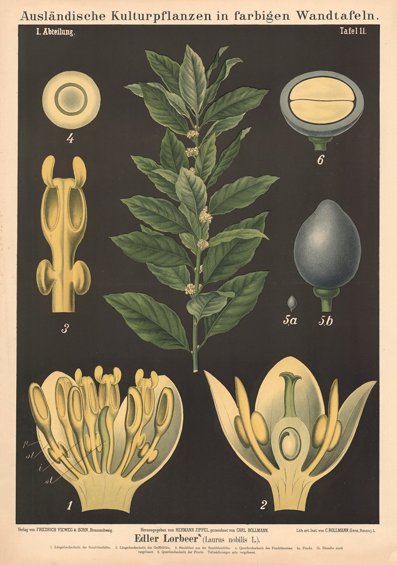 Edler Lorbeer (Laurus nobilis L.) by Carl Bollmann, 1880 — digital art print download