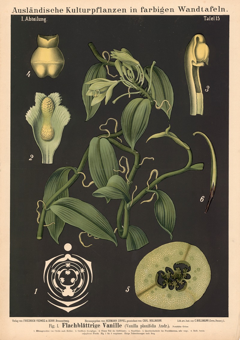 Flachblättrige Vanille (Vanilla planifolia Andr.) by Carl Bollmann, 1880 — digital art print download