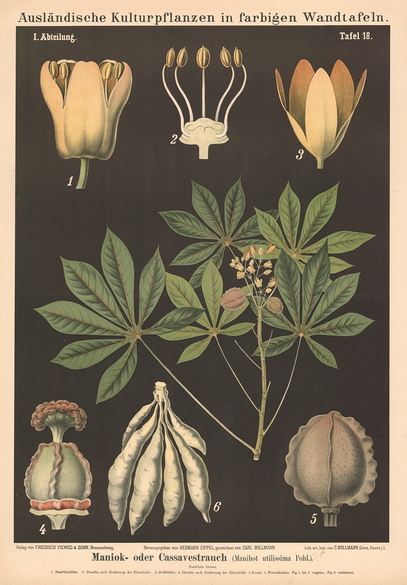 Maniok- oder Cassavestrauch (Manihot utilissima Pohl.) by Carl Bollmann, 1880 — digital art print download