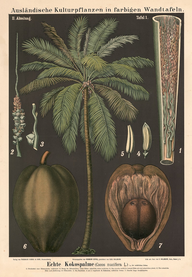 Echte Kokospalme (Cocos nucifera L.) by Carl Bollmann, 1880 — digital art print download