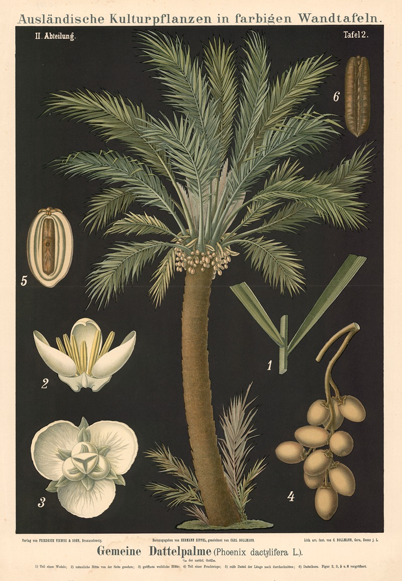 Gemeine Dattelpalem (Phoenix dactylifera L.) by Carl Bollmann, 1880 — digital art print download