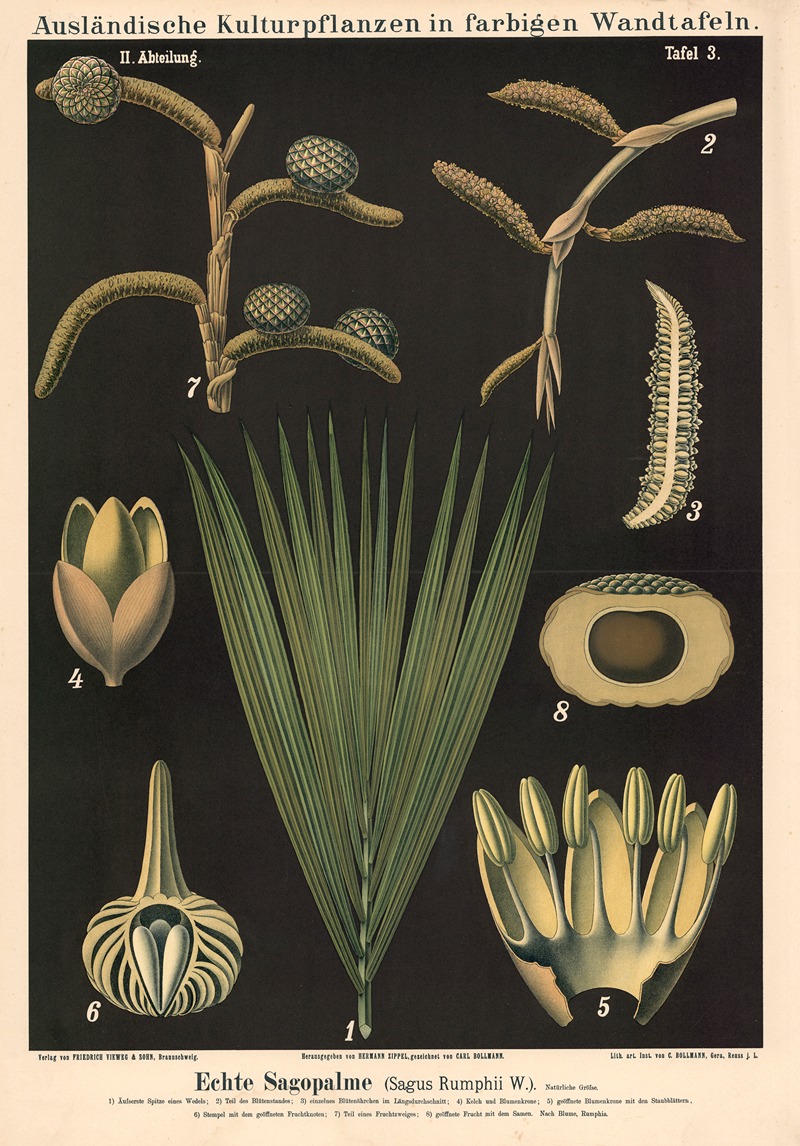 Echte Sagopalme (Sagus Rumphii W.) by Carl Bollmann, 1880 — digital art print download