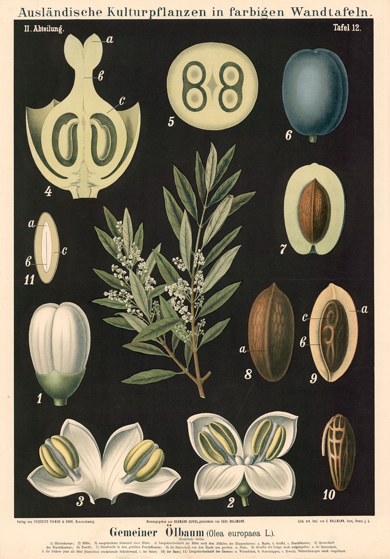 Gemeiner Olbaum (Olea europaea L.) by Carl Bollmann, 1880 — digital art print download