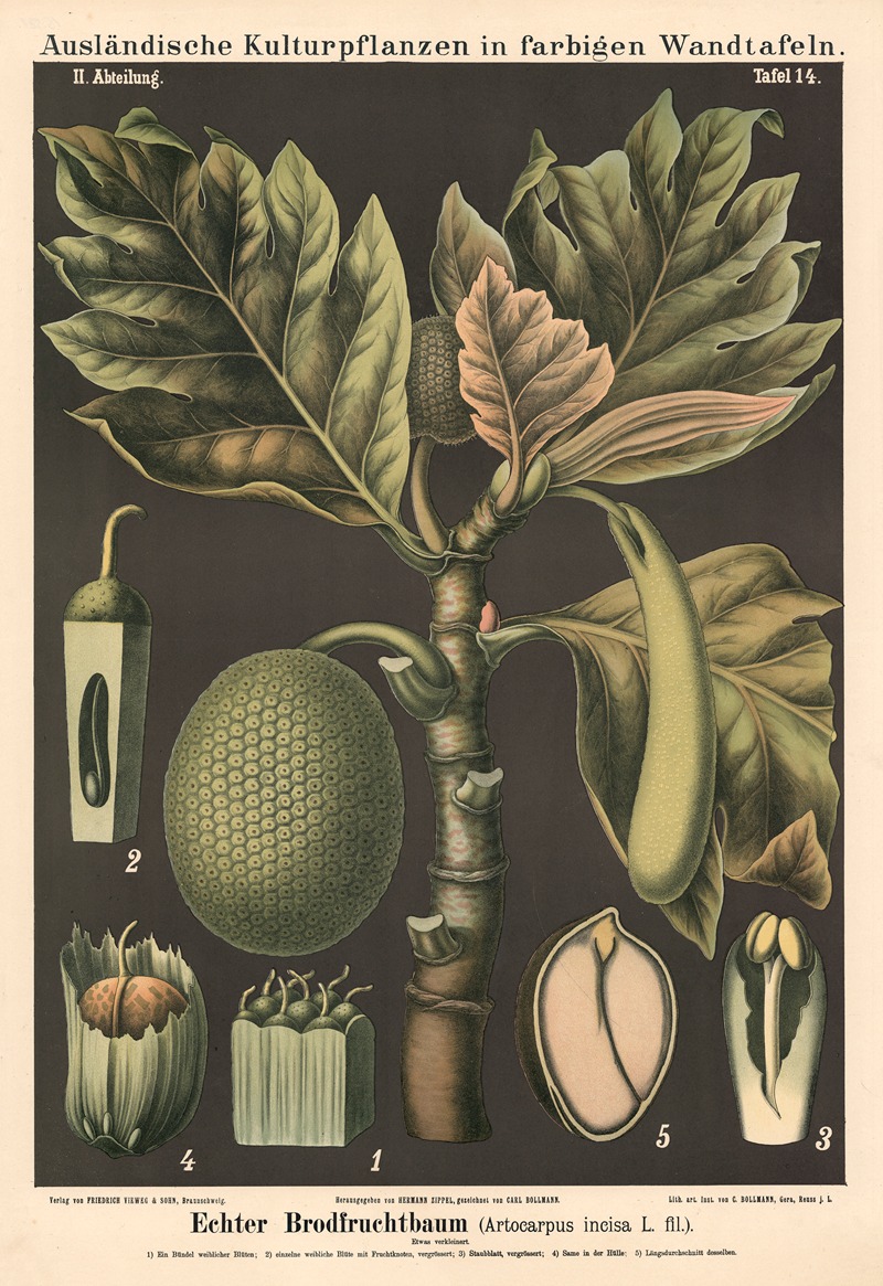 Echter Brodfruchtbaum (Artocarpus in-cisa L.fil.) — Carl Bollmann