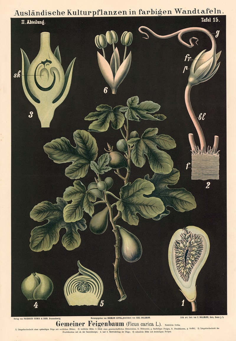Gemeiner Feigenbaum (Ficus carica L.) by Carl Bollmann, 1880 — digital art print download