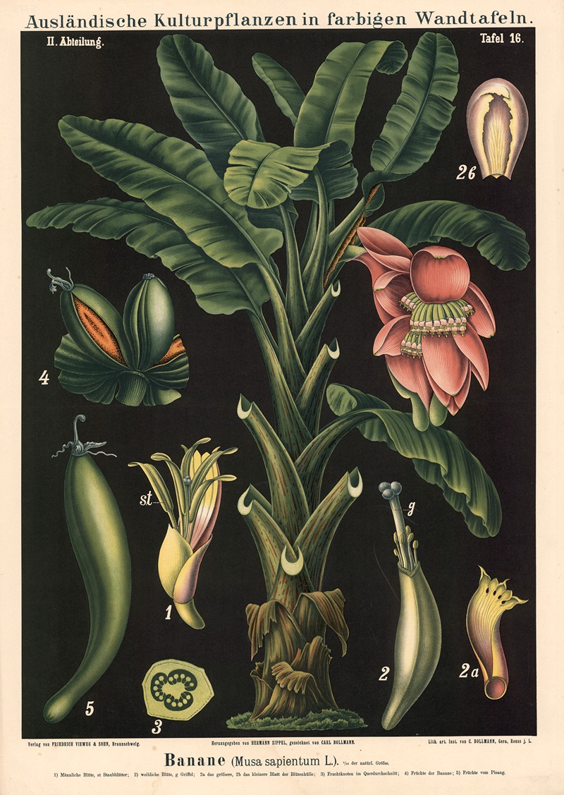 Banane (Musa sapientum L.) by Carl Bollmann, 1880 — digital art print download