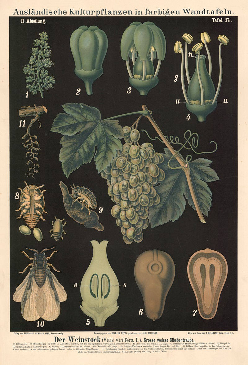 Der Weinstock (Vitis vinifera L.). Grosse weisse Cibebentraube — Carl Bollmann