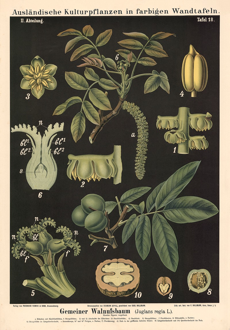 Gemeiner Walnussbaum (Juglans regia L.) — Carl Bollmann