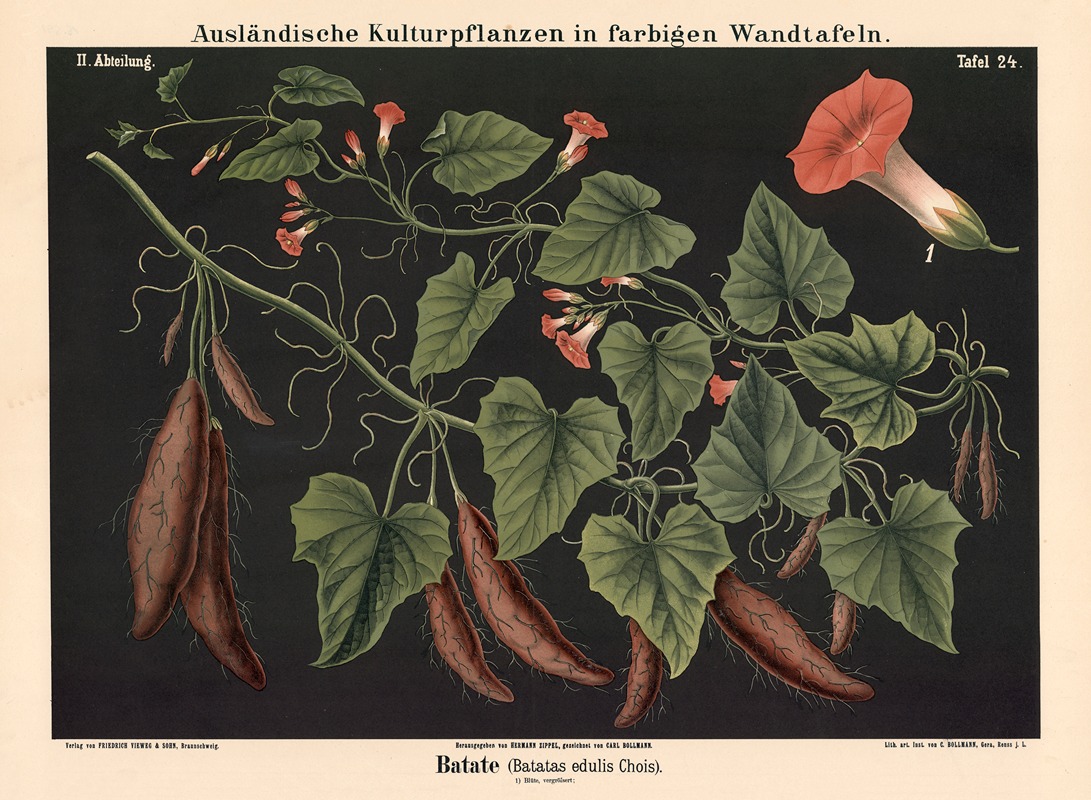 Batate (Batatas edulis Chois) by Carl Bollmann, 1880 — digital art print download