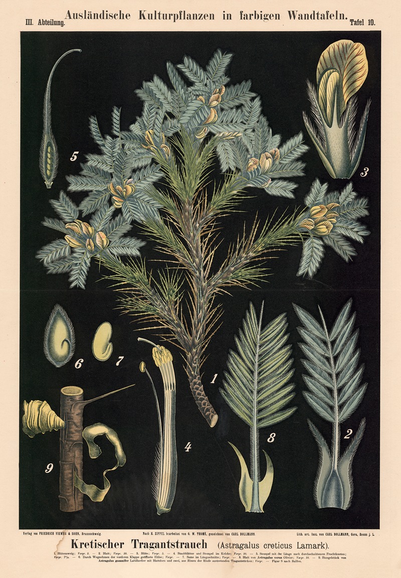 Kretischer Tragantstrauch (Astragalus creticus Lamark) — Carl Bollmann