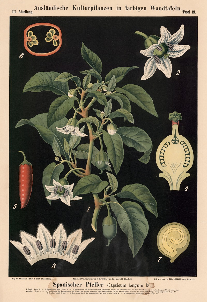 Spanischer Pfeffer (Capsicum longum DC.) by Carl Bollmann, 1880 — digital art print download