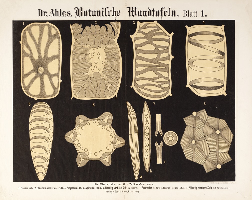 Botanische Wandtafeln Pl.1 by Wilhelm Elias von Ahles, 1873 — digital art print download