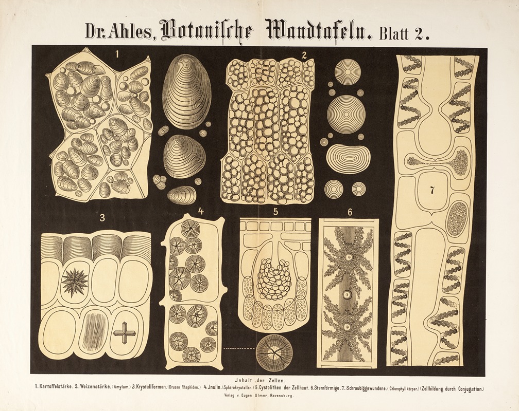 Botanische Wandtafeln Pl.2 by Wilhelm Elias von Ahles, 1873 — digital art print download