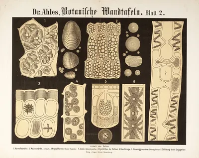 Botanische Wandtafeln Pl.2 by Wilhelm Elias von Ahles, 1873 — digital art print download