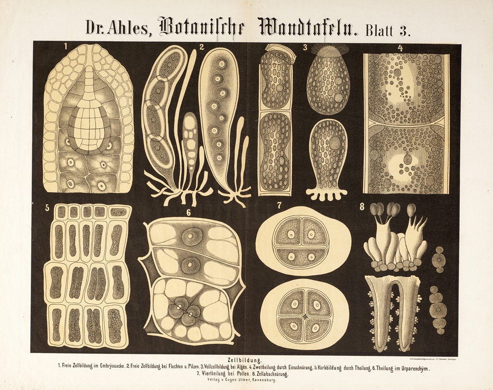 Botanische Wandtafeln Pl.3 by Wilhelm Elias von Ahles, 1873 — digital art print download