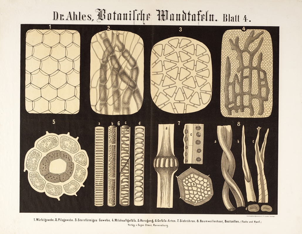 Botanische Wandtafeln Pl.4 by Wilhelm Elias von Ahles, 1873 — digital art print download